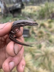 Pseudemoia pagenstecheri