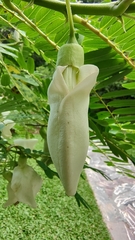 Sesbania grandiflora