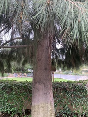 Casuarina equisetifolia