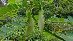 Sesbania grandiflora