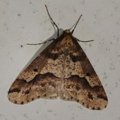 Erannis defoliaria
