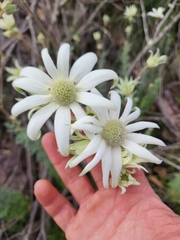 Actinotus helianthi