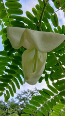 Sesbania grandiflora