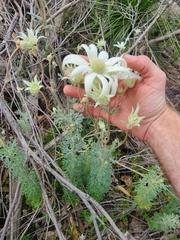 Actinotus helianthi