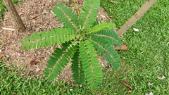 Sesbania grandiflora