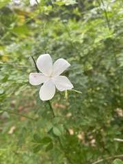 Jasminum grandiflorum