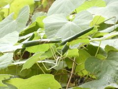 Desmia funeralis
