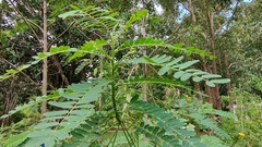 Sesbania grandiflora