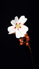 Drosera eneabba
