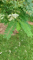 Sesbania grandiflora