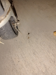 Latrodectus hesperus