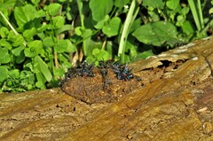 Chlorocebus pygerythrus pygerythrus