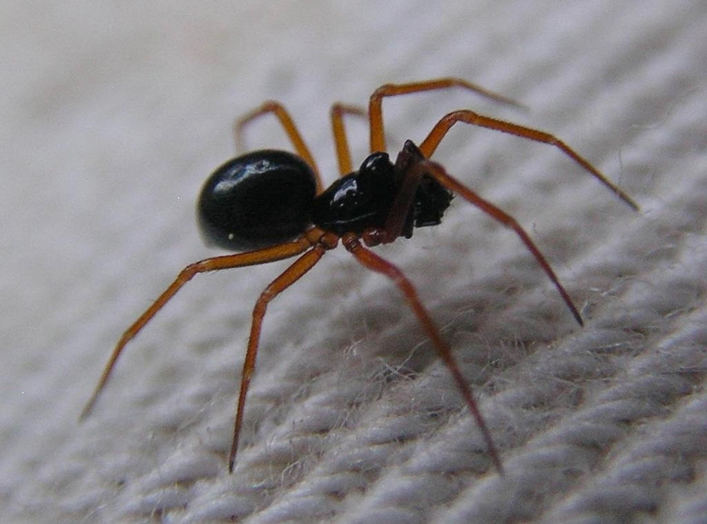 Spirembolus mundus