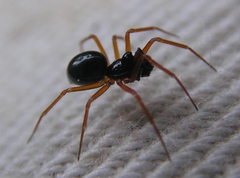 Spirembolus mundus