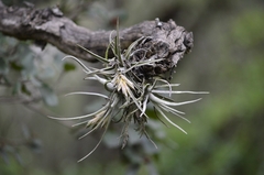 Tillandsia lepidosepala