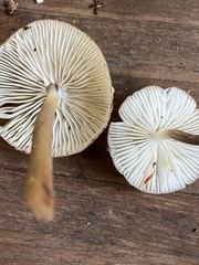 Mycena galericulata