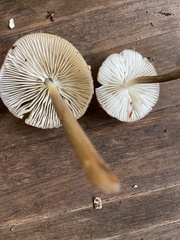 Mycena galericulata