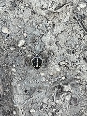 Bagrada hilaris