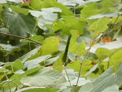 Desmia funeralis