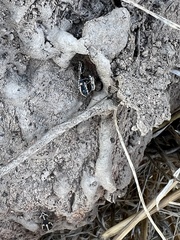 Bagrada hilaris