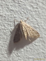 Parapoynx allionealis