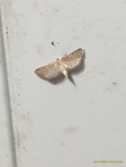 Parapoynx allionealis