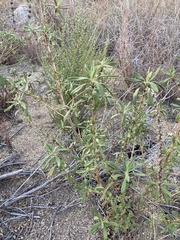 Amaranthus fimbriatus