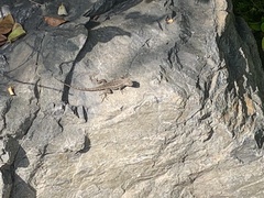 Sceloporus occidentalis