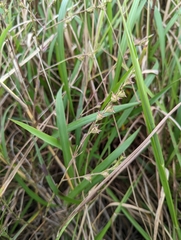 Agalinis heterophylla