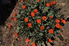 Arctotis campanulata