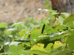 Desmia funeralis