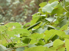Desmia funeralis