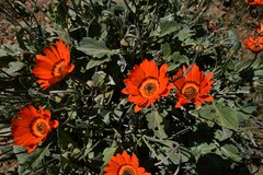 Arctotis campanulata