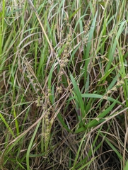 Agalinis heterophylla
