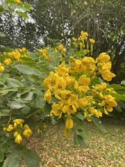 Senna sulfurea