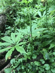 Pinellia pedatisecta