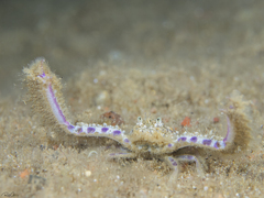 Aulacolambrus hoplonotus