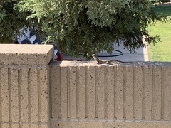 Sceloporus occidentalis