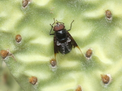 Copestylum