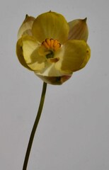 Cyanella alba flavescens