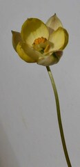 Cyanella alba flavescens