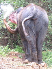 Elephas maximus indicus