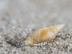 Pseudonebularia