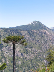 Araucaria araucana