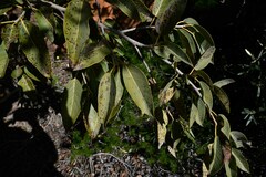 Ficus ilicina