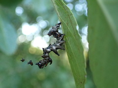 Harrisimemna trisignata