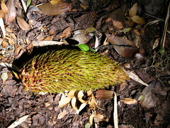 Araucaria araucana