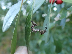 Harrisimemna trisignata