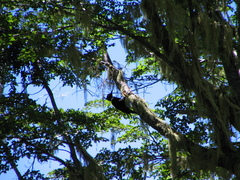 Campephilus magellanicus