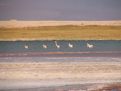 Phoenicoparrus andinus